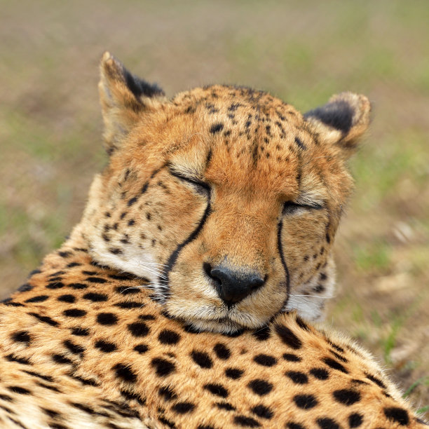 猎豹的画像图片下载