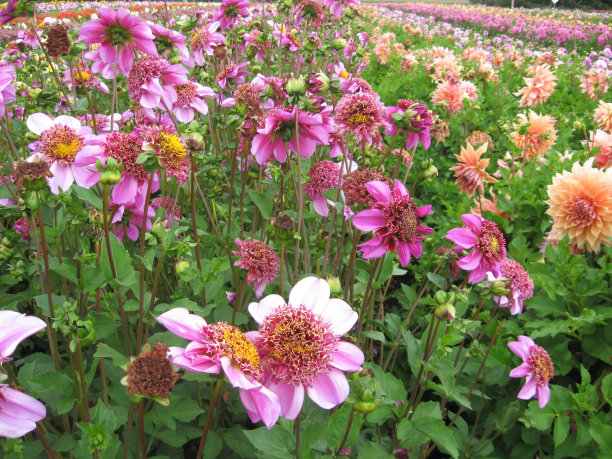 大丽花字段图片下载