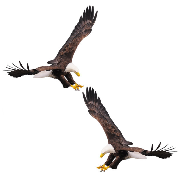 两个秃鹰。图片下载