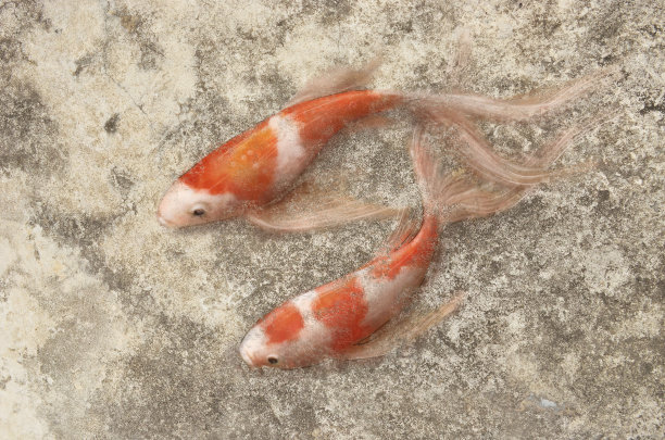 在墙上画一条鱼图片下载