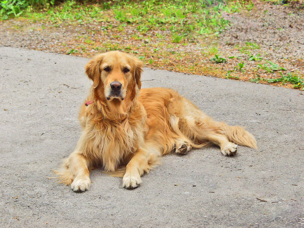 狗躺在人行道上图片下载