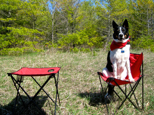 狗狗准备去野餐图片下载