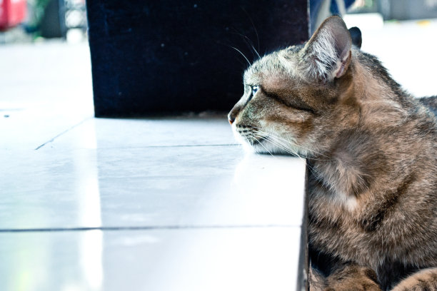 泰国的猫图片下载