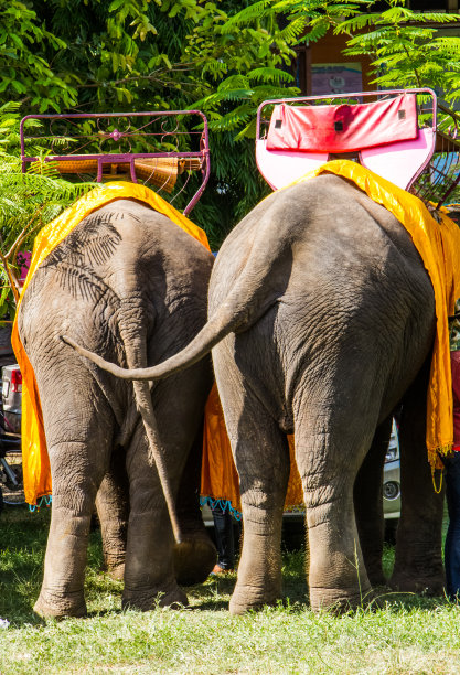 大象的尾巴图片下载