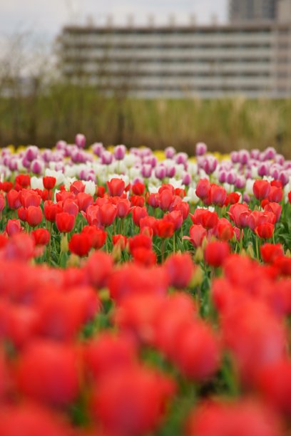 河床郁金香图片下载