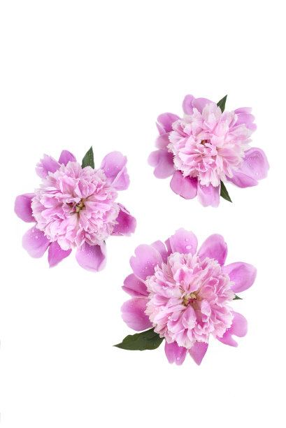 春花粉红牡丹，上面有水滴图片下载