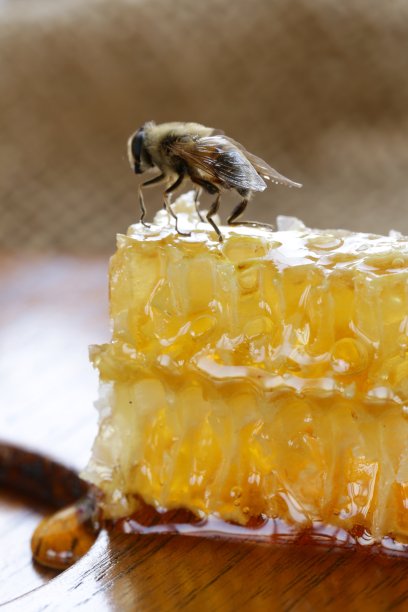 蜜蜂在蜂巢里图片下载