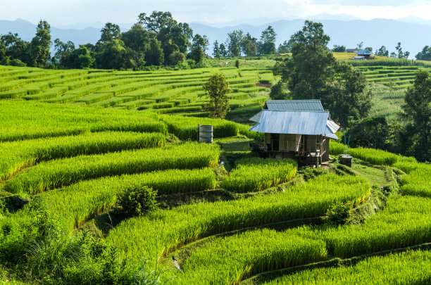 梯田的稻田图片下载