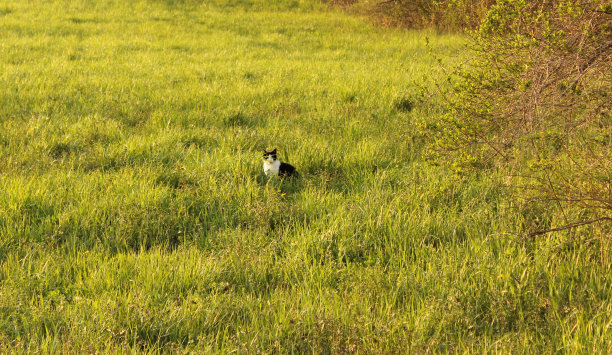 猫在现场图片下载