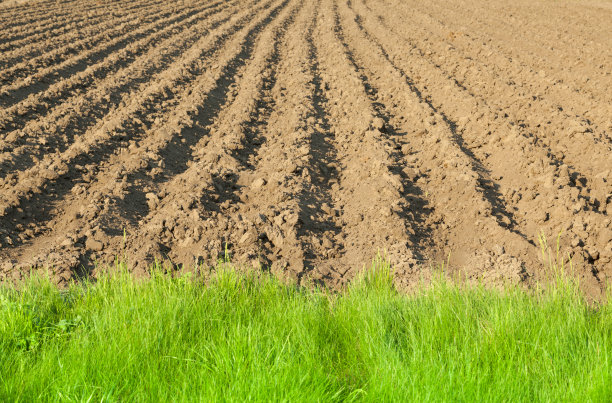耕地边缘的特写图片下载