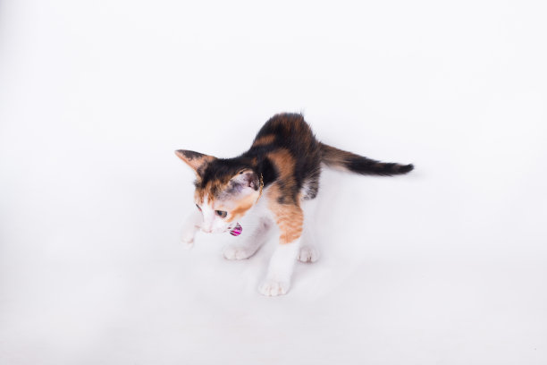 白底上的猫图片下载