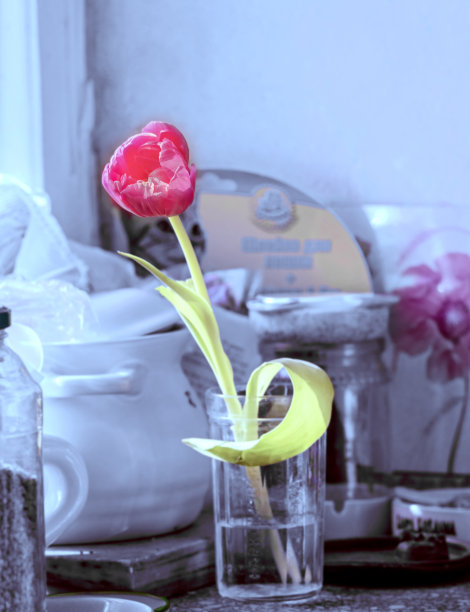 一杯水里的郁金香图片下载