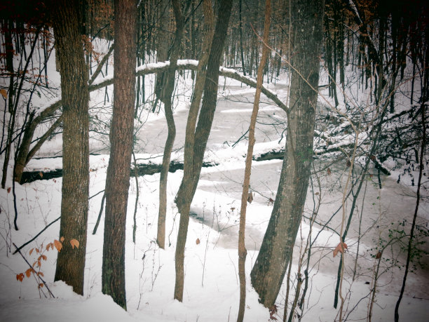 冬季森林图片下载