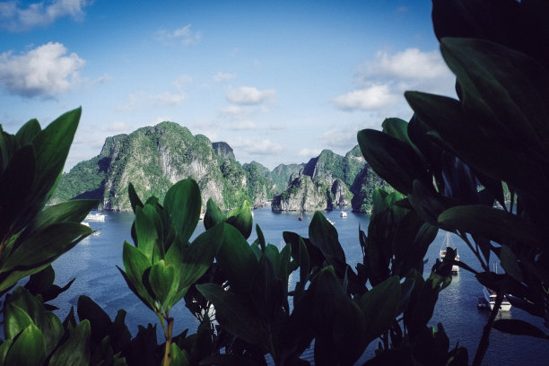 植物与下龙湾图片下载