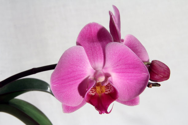 兰花蝴蝶兰，粉红色的花图片下载