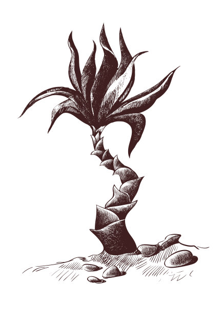 帕尔马素描，木刻，手绘插图图片下载