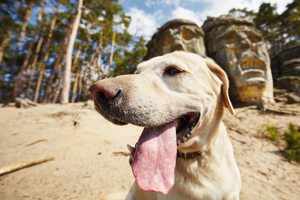 狗在魔鬼的头前面图片下载