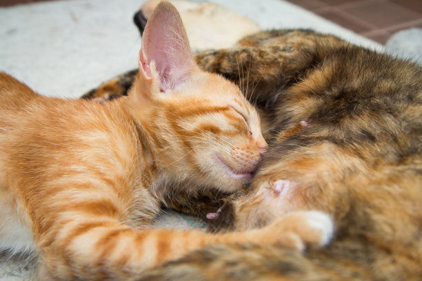 凯蒂吃妈妈的牛奶图片下载