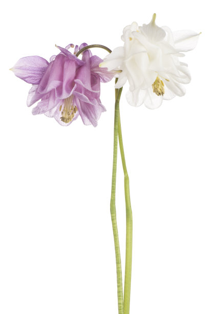 耧斗菜图片下载