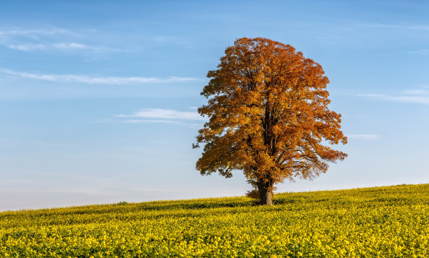 孤独的大树-秋天图片下载