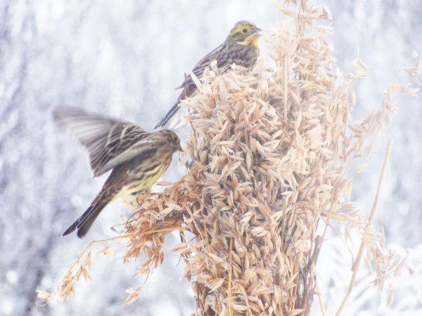 美丽的圣诞冬季自然照片麻雀吃燕麦捆图片下载