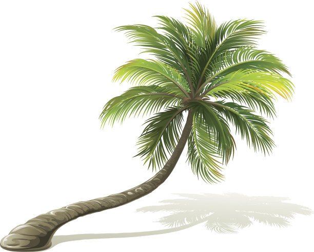 棕榈树图片下载