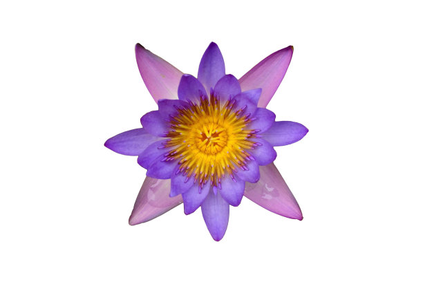 白色背景上孤立的荷花图片下载