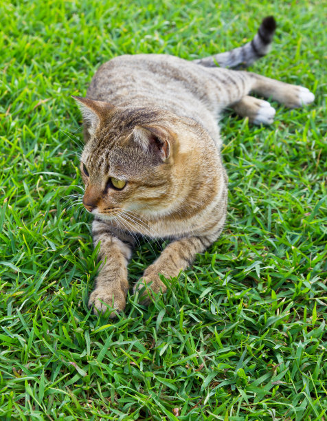 虎斑躺在草地上图片下载