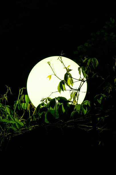 草叶间的大圆灯图片下载