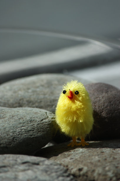 鹅卵石间的小鸡玩具。图片下载