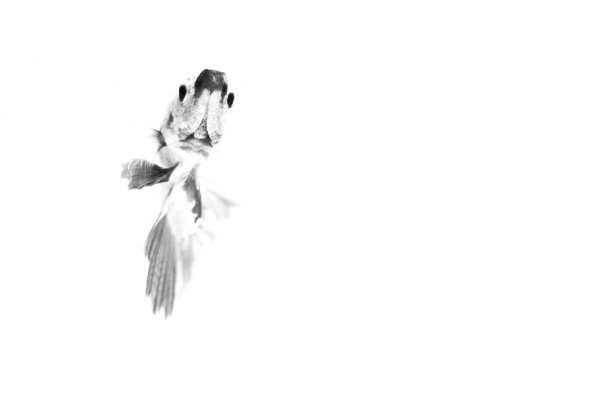 战斗的鱼图片下载