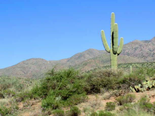 沙漠中的撒瓜罗图片下载