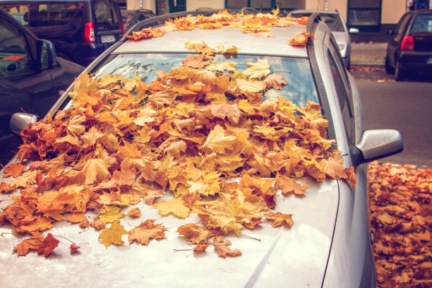 橙色的秋叶图片下载