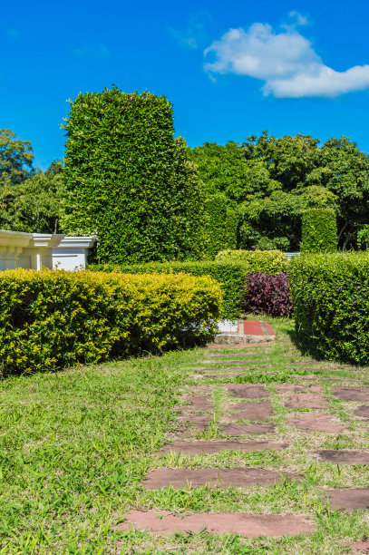 绿化树图片下载