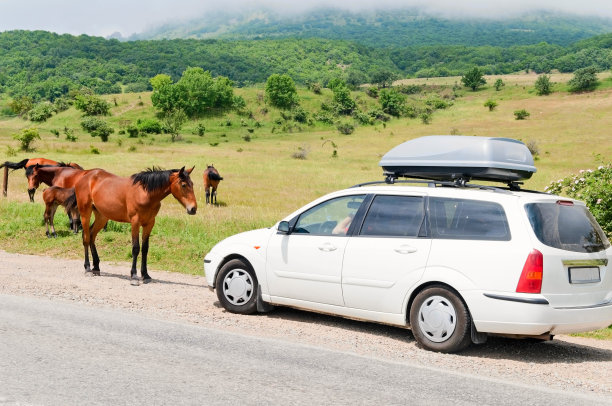路上的马图片下载