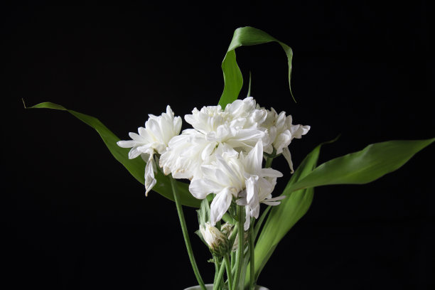 白色菊花孤立在黑色背景上图片下载