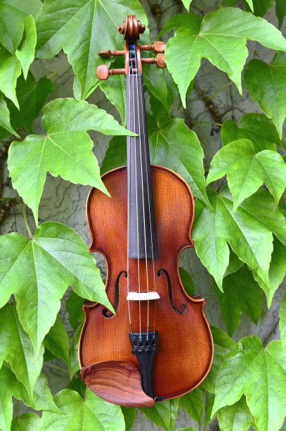 绿叶小提琴图片下载