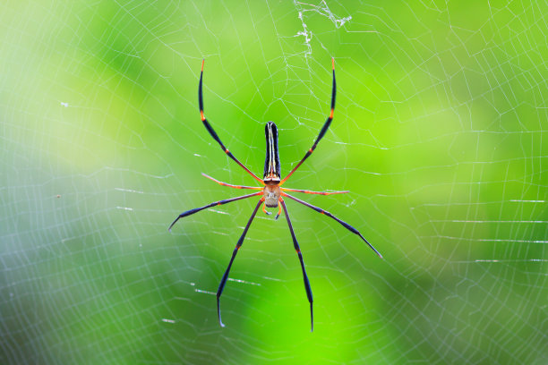 宏观特写蜘蛛在野生亚洲泰国图片下载
