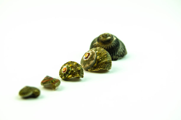 白色背景上的贝壳图片下载