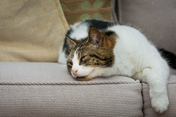 可爱的瞌睡猫在舒适的沙发上打盹。图片下载