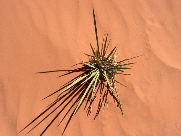 从沙子中生长出来的植物图片下载