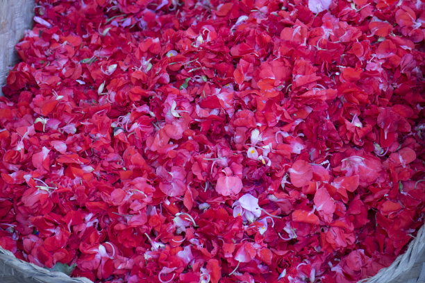 红色的花瓣背景图片下载
