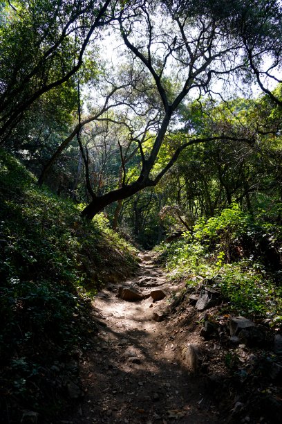 森林景观图片下载
