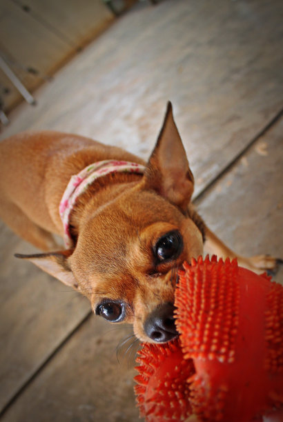 吉娃娃在玩红球图片下载