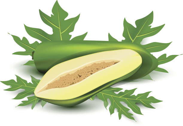 木瓜叶上矢量设计，白色背景图片下载