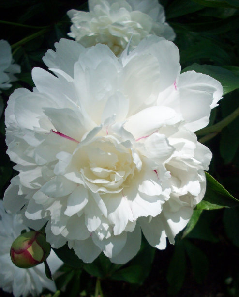 白牡丹花朵图片下载