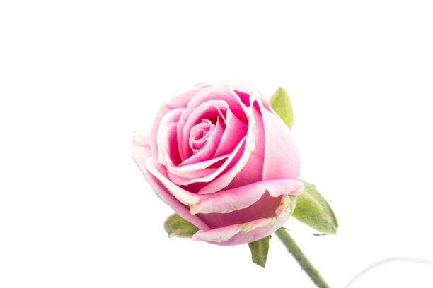 白玫瑰和粉玫瑰图片下载