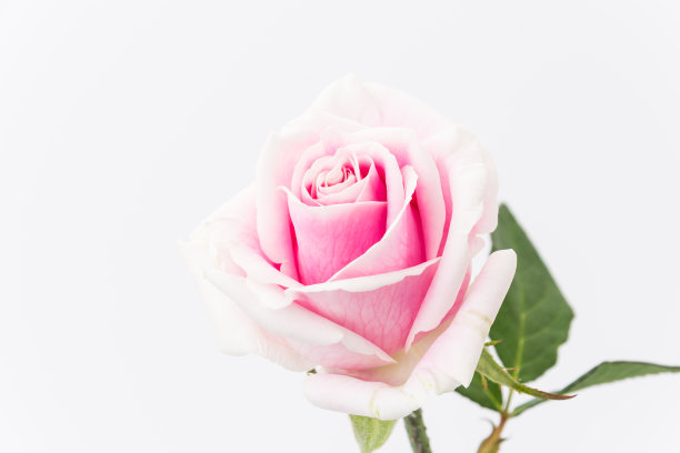 白玫瑰和粉玫瑰图片下载