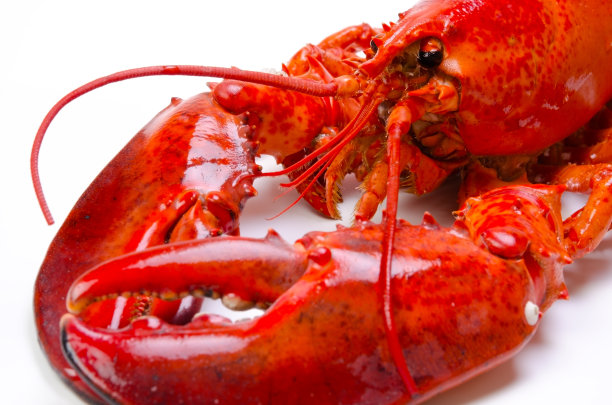 煮熟的龙虾图片下载