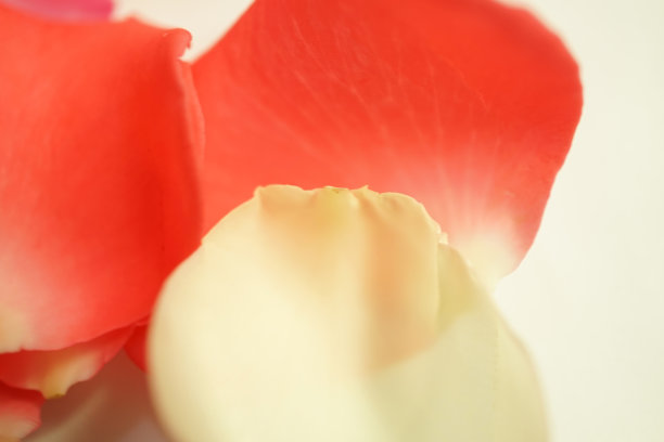 甜美的颜色玫瑰花瓣为浪漫的背景图片下载